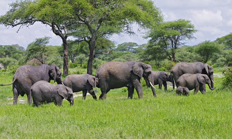2 Days Tanzania Wildlife Safari