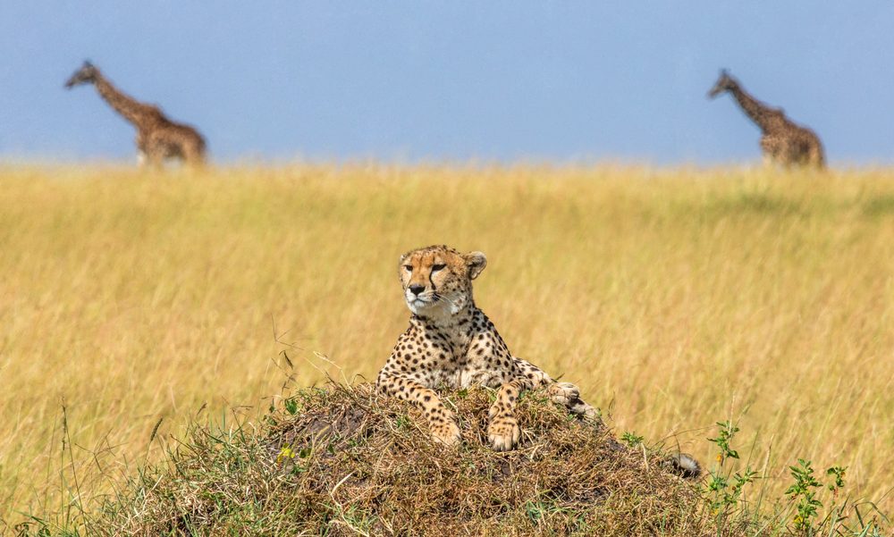 4 DAYS SAFARI( Tarangire Np, Ngorongoro Crater & Serengeti NP)