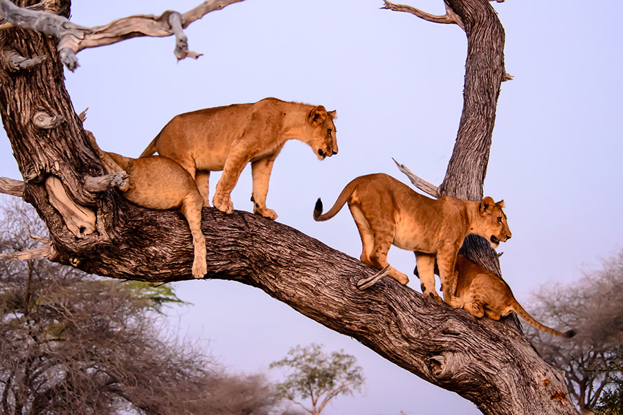 6 DAYS SAFARI(Lake Manyara, Tarangire, Ngorongoro & Serengeti Np)