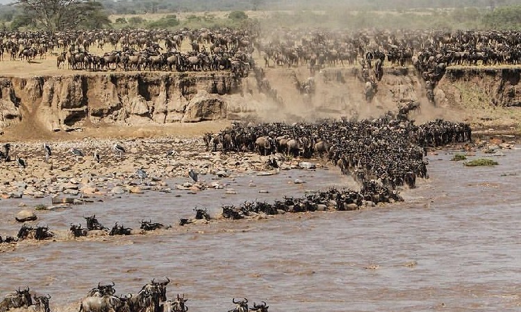 Great Migration safari