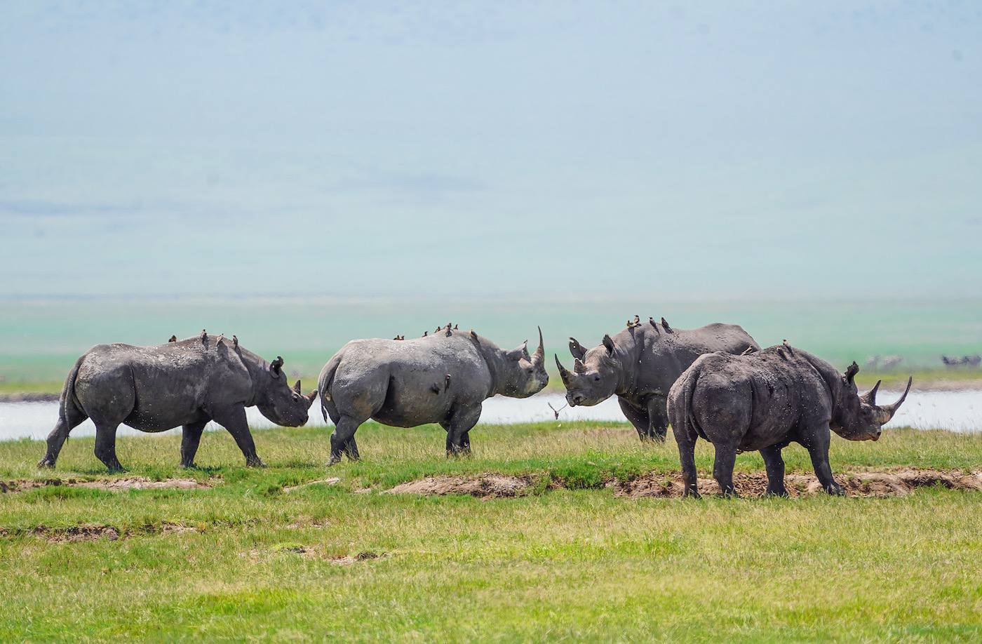 NGORONGORO CRATER