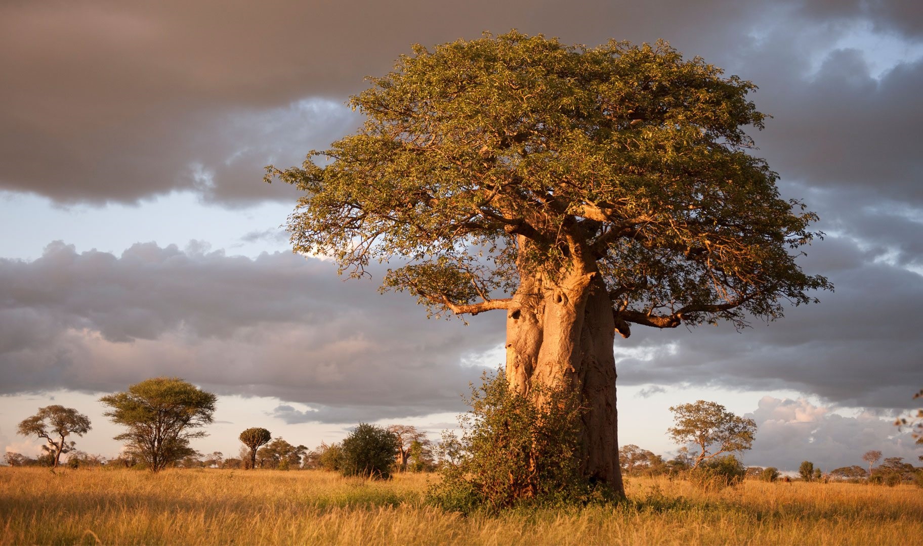 Tarangire National Park