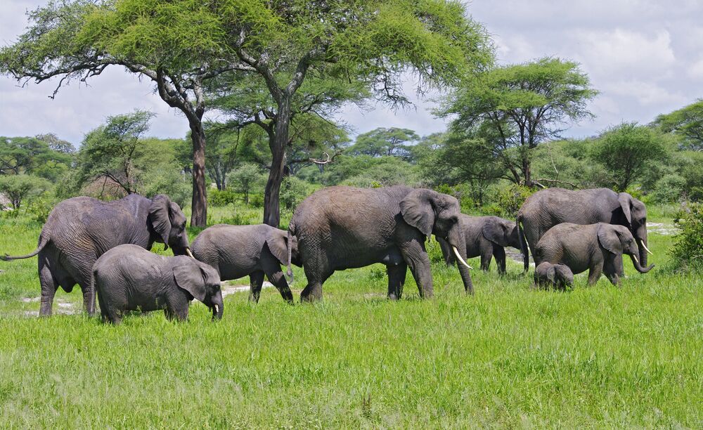 Elephant in Tarangire National Park