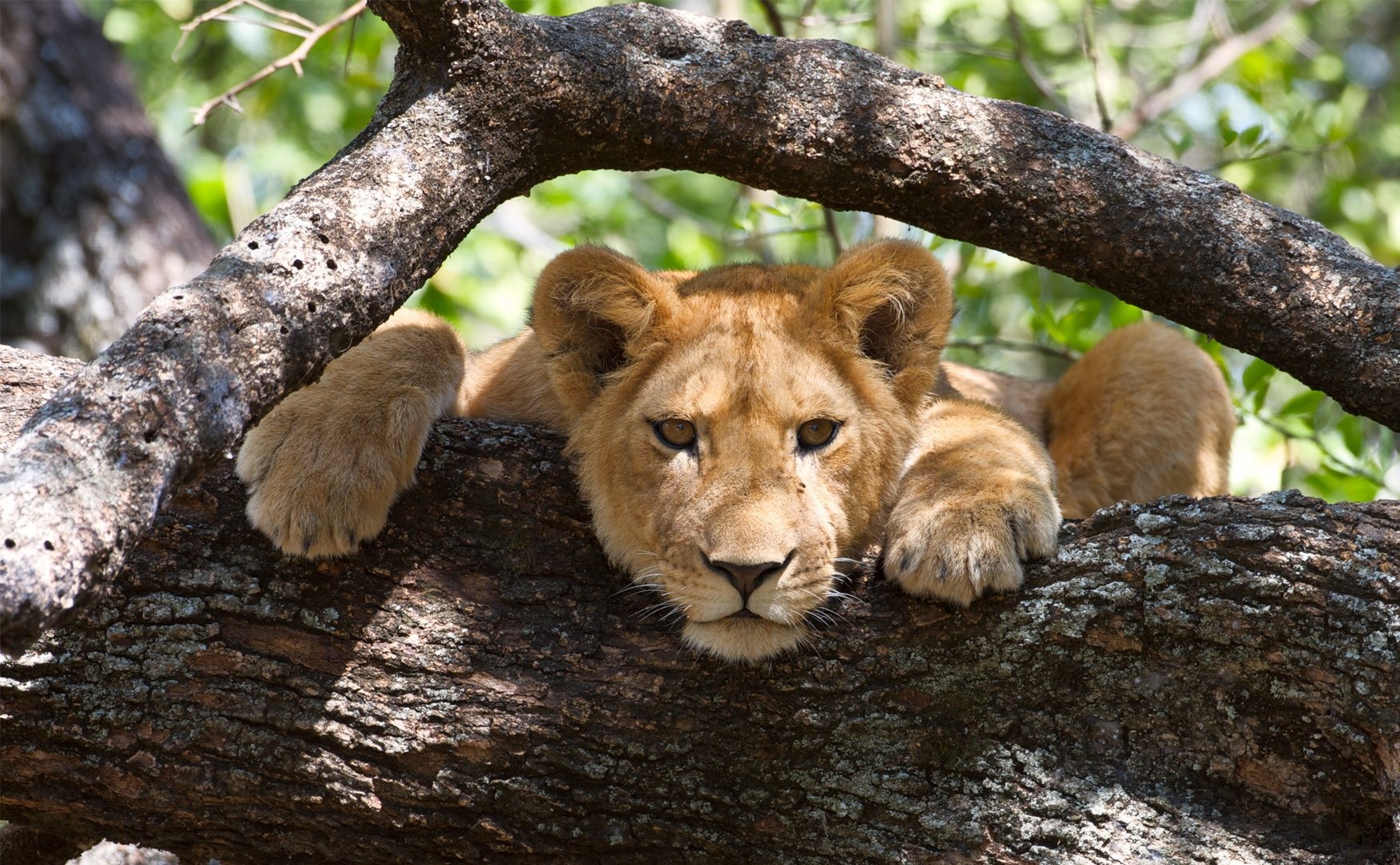 Lake Manyara National Park