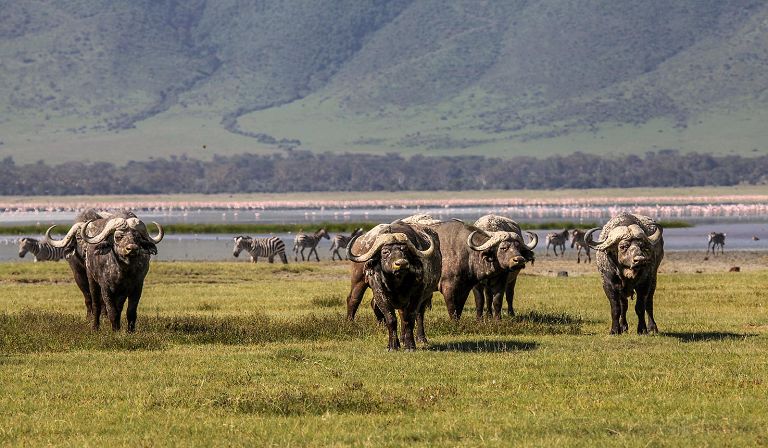 Ngorongoro Crater