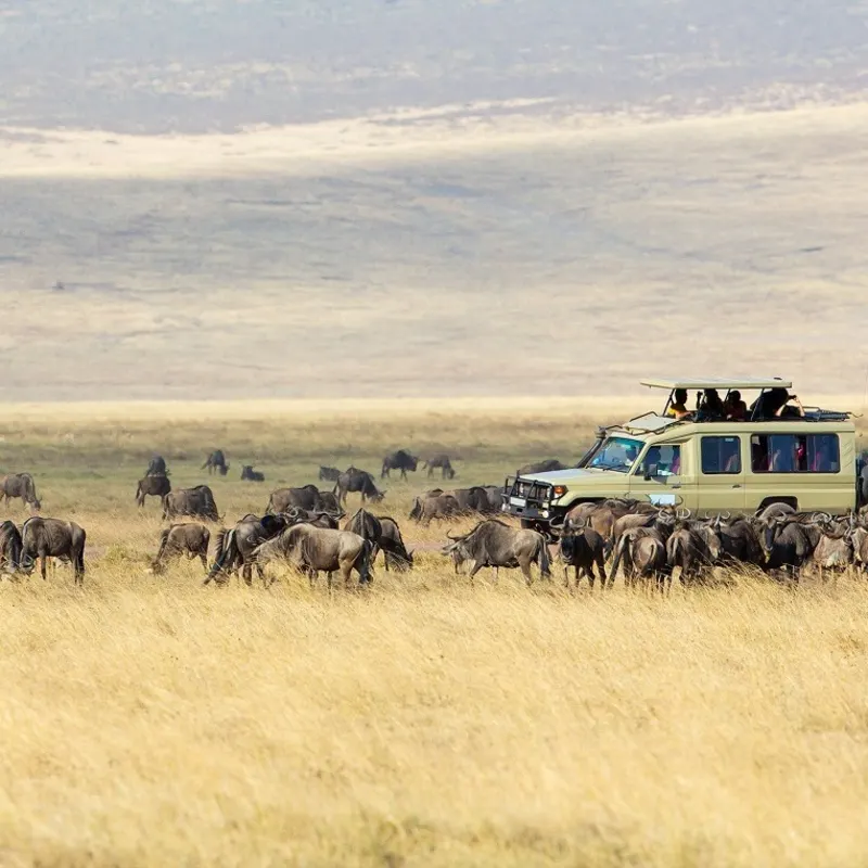safari in tanzania