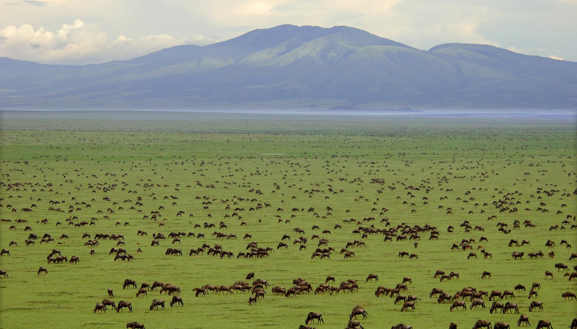 Migration in Serengeti National Park