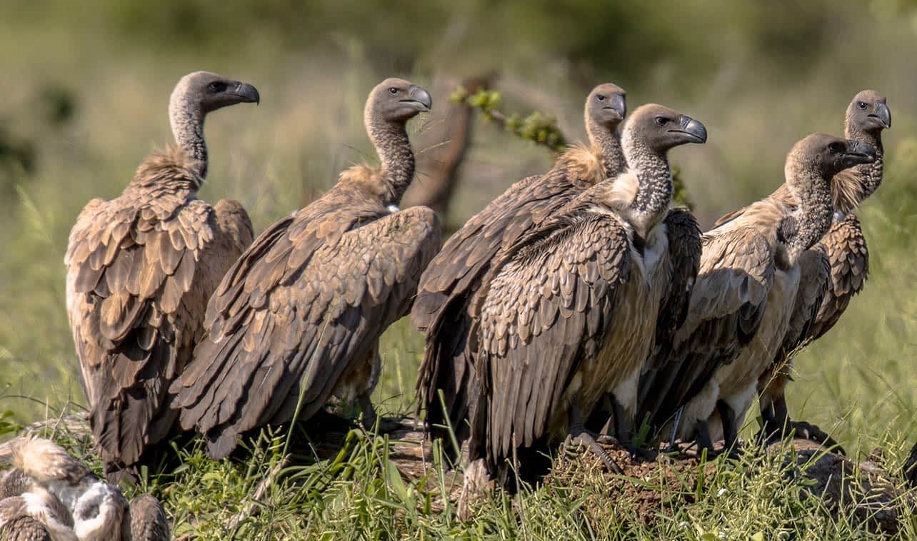 Serengeti National Park Bird Watching