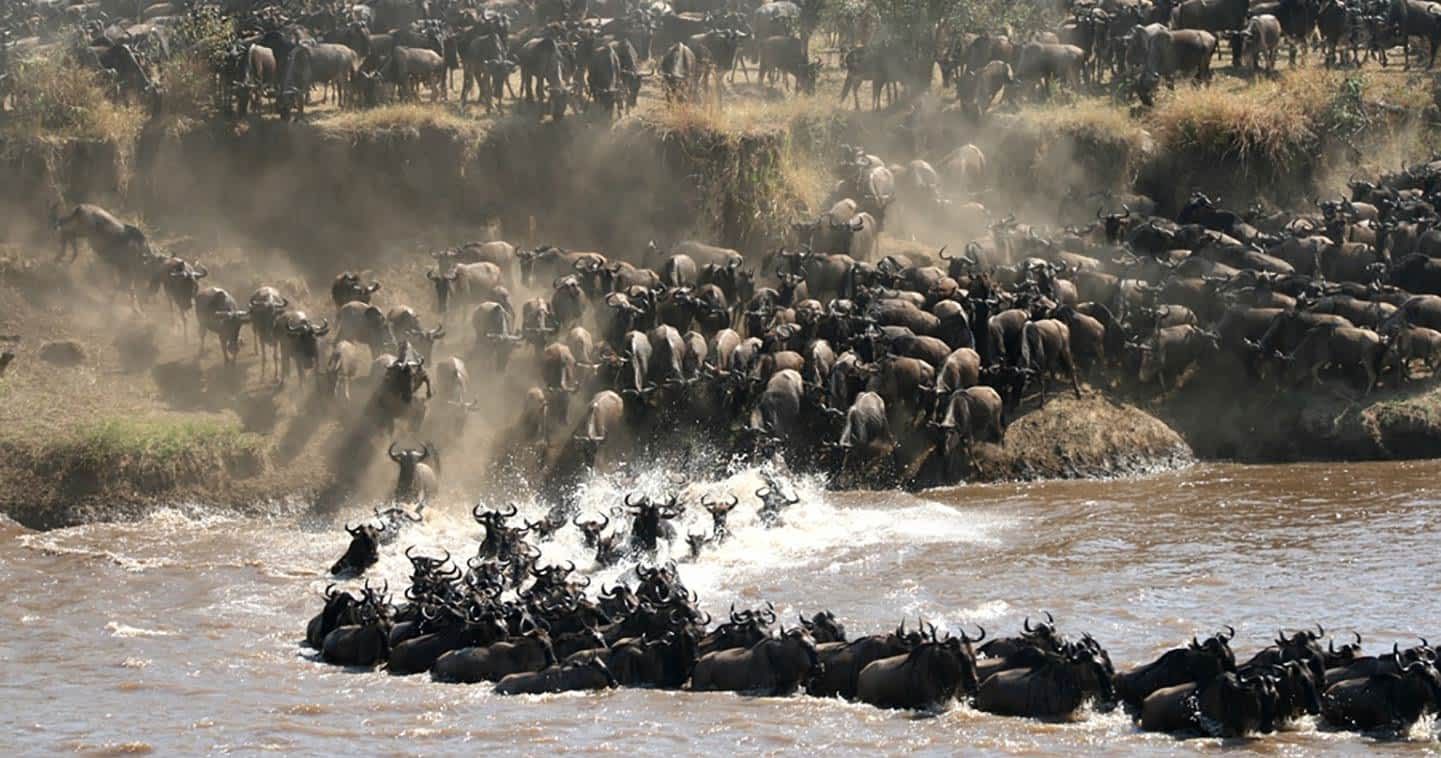 Serengeti Greate Migration
