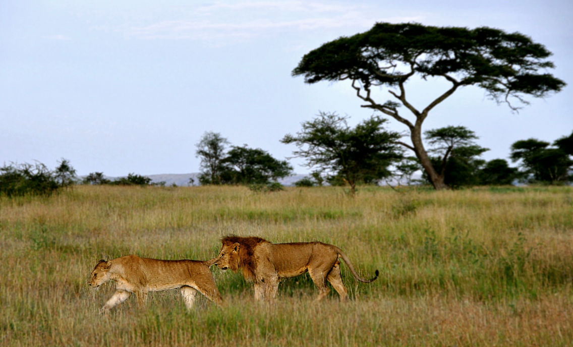 Serengeti National Park game drive